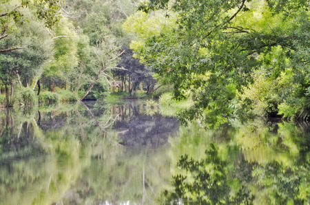 A silent place deep in the woodsの写真素材