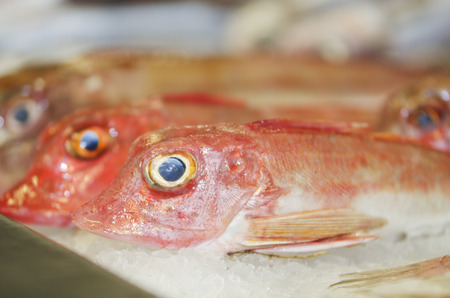 fresh fish at the marketの写真素材