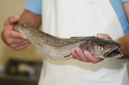 fresh fish at the marketの写真素材
