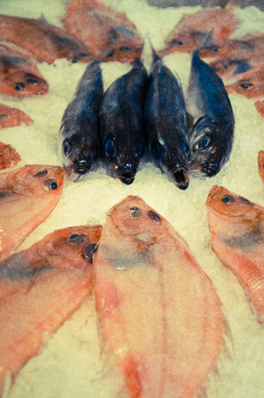 fresh fish at the market