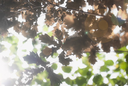 Defocused in the autumn sun lights.の写真素材