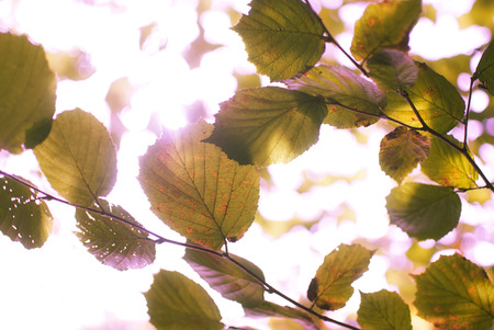 Defocused in the autumn sun lights.の写真素材