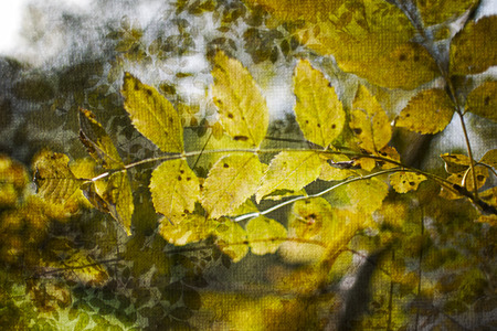 Fall foliage in a forest.の写真素材