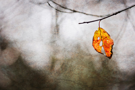 RealFall leaves in autumn forest