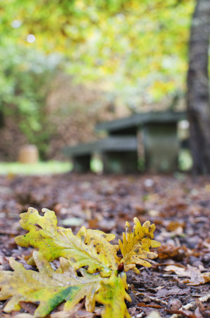 Autumn leaves falling from the treeの写真素材