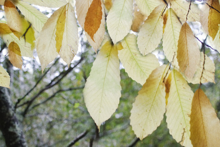 Defocused in the autumn sun lights.の写真素材
