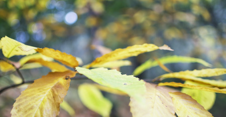 Defocused in the autumn sun lights.の写真素材