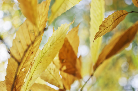 Defocused in the autumn sun lights.の写真素材
