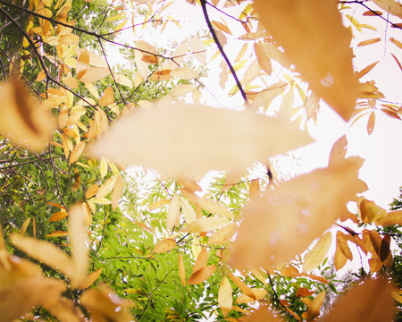 Defocused in the autumn sun lights.の写真素材