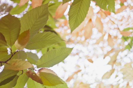 Autumn leaves in the forest.