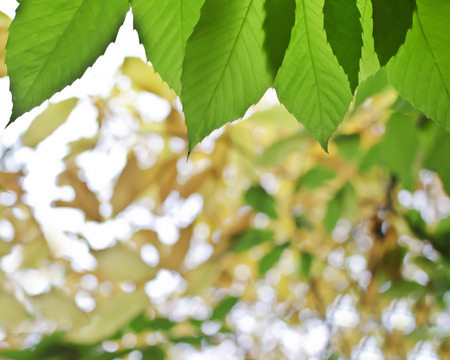 Fall foliage in a forest.の写真素材