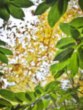 Autumn leaves in the forest.の写真素材