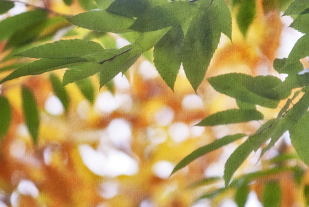 Green leaf on colorfull backgroundの写真素材