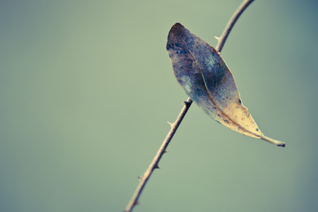 Fall leaf in autumn forestの写真素材