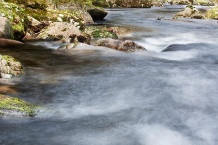 Forest stream running over mossy rocks