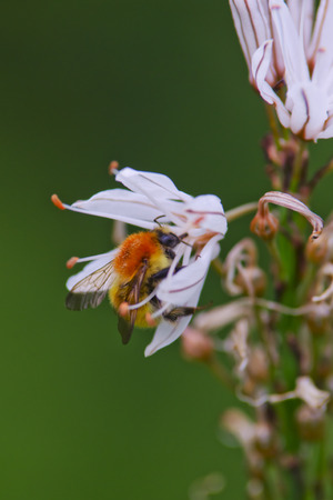 Closeup of a Honey Bee sitting on a white flowerの写真素材