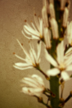 Wild blooming plant on the North spainの写真素材