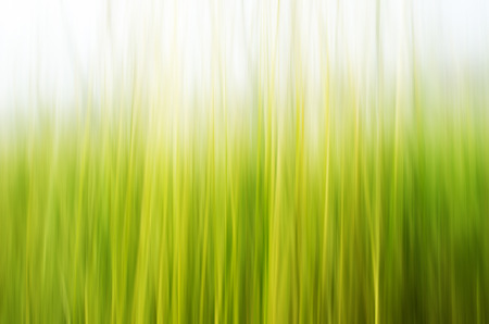 Abstract nature background of green grass.の写真素材