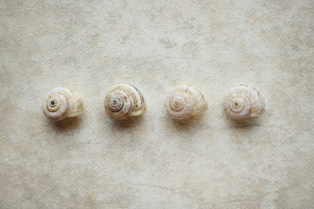 Marine shells on vintage background - copy space.の写真素材