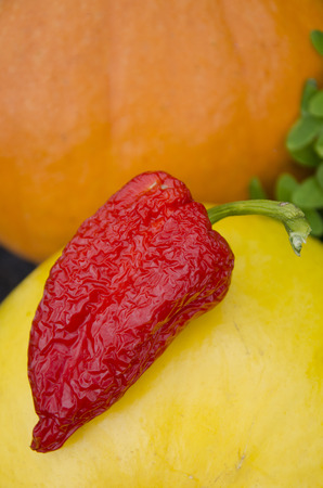 red pepper on the pumpkin in a rustic greenhouse.の写真素材