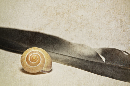 Marine shell with feather on vintage background - copy space.の写真素材