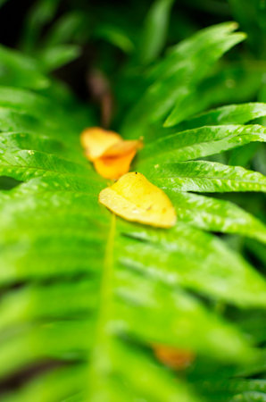 closeup of a fern leaf