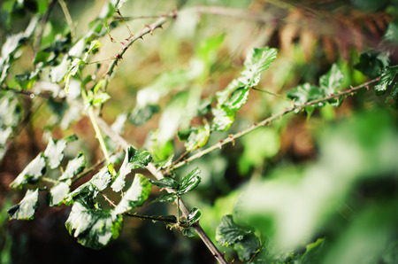 Bramble shrub leaves against forestの写真素材