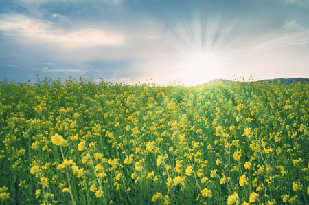 Summer landscape on Galicia colza fieldsの写真素材