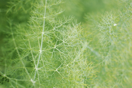 Detail of Green fern in the forestの写真素材