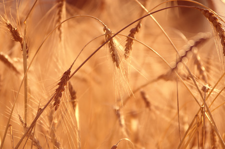 Golden wheat field detail in Spainの写真素材