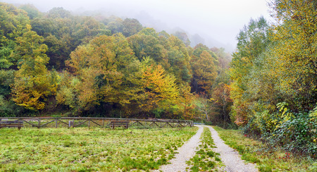 Path Forest in Galicia, Spainの写真素材