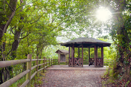 Path Forest in Galicia, Spainの写真素材