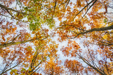 Look up in a dense  forest in autumnの写真素材