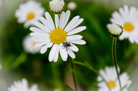 White daisies in sunlightの写真素材