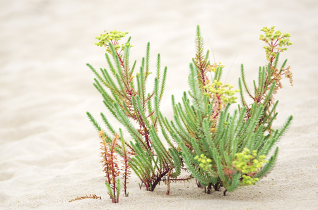 Wild plants in the sand on the coast in Galicia, Spainの写真素材