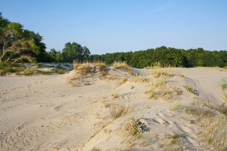 Beautiful white sand dune and tree over Baltic sea in the summer, landscape.の写真素材