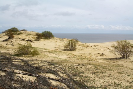 Beautiful white sand dune and tree over Baltic sea in the summer, landscape.の写真素材