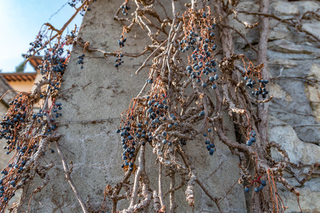 Dry vine grapes on ancient wall. Winery decoration, blue berries and branches without leavesの写真素材