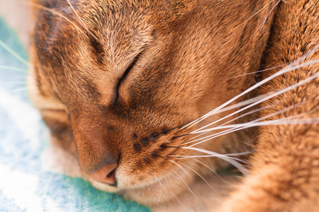 Young Abyssinian red cat sleep in bed. Close-up. Sweet kitten macro photo. Pastel color photoの写真素材