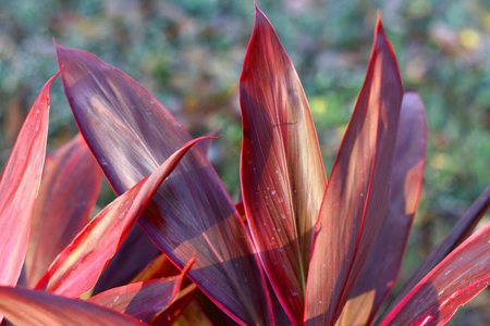 Close up of red and purple leaves in the garden, stock photo