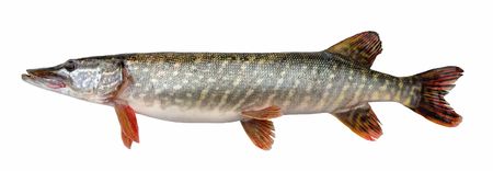 Pike の写真素材