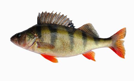River perch の写真素材