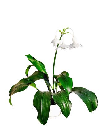 Eucharis x Grandifloraの写真素材