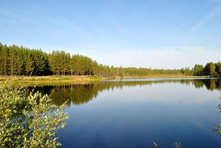 Lake in a pine forest の写真素材