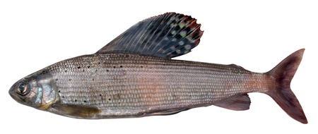Thymallus is a genus of freshwater fish in the salmon family (family Salmonidae). In the photo East Siberian grayling (Thymallus arcticus pallasi) - subspecies of the Arctic grayling (Thymallus arcticus) の写真素材