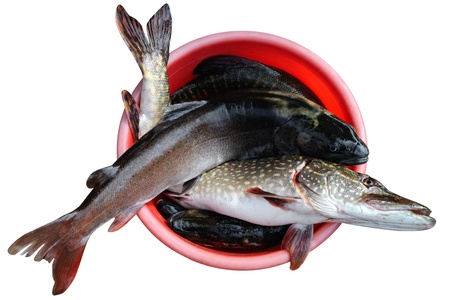 Good catch of larger fish in a plastic basin . Isolated on white background の写真素材