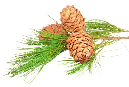 A branch with three cones of Siberian cedar pine. Isolated on white backgroundの写真素材