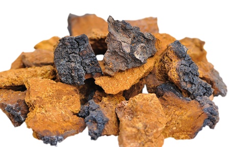 Pieces of Inonotus obliquus. Herbal medicine traditional medicineの写真素材