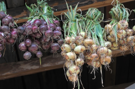 Village onions bound in bundles of dried under roofの写真素材