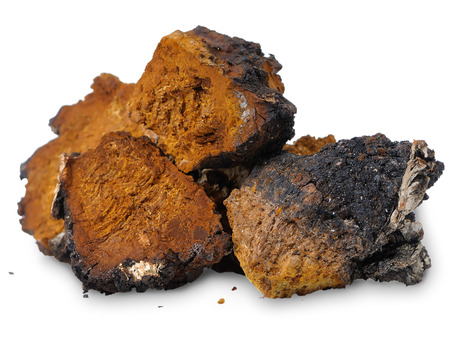Several pieces of chopped chaga (Inonotus obliquus) closeup on white backgroundの写真素材